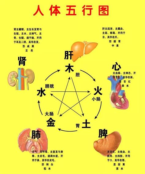 五行六腑|五臟六腑